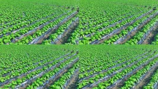 蔬菜种植高清在线视频素材下载