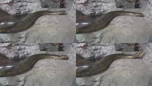 蟒蛇 蟒蛇爬行高清在线视频素材下载