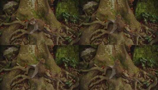 猴子坐在森林的树根上四处张望高清在线视频素材下载