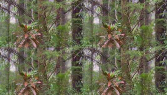 混合热带森林。森林里的雨。雨水弄湿了树叶高清在线视频素材下载