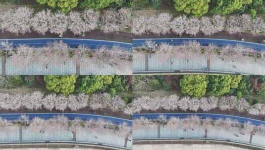 俯拍杭州滨江樱花大道市民休闲生活高清在线视频素材下载