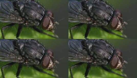 苍蝇的微观特写高清在线视频素材下载