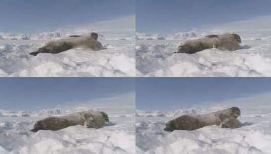 南极洲婴儿成人威德尔海豹在雪地上玩耍高清在线视频素材下载