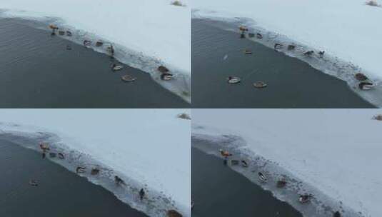 风雪中的赤麻鸭高清在线视频素材下载