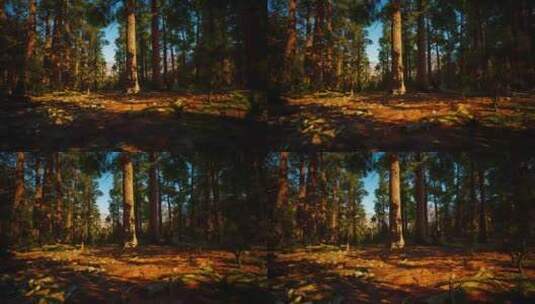 美国加州红杉国家公园的巨型红杉高清在线视频素材下载
