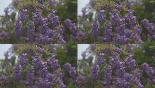 紫藤花花朵花瓣花开绽放盛开高清在线视频素材下载