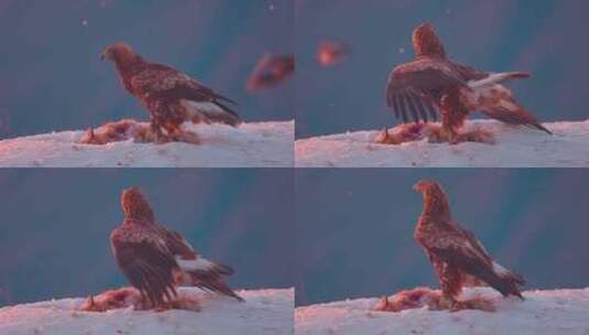 老鹰在雪中吃捕捉的猎物高清在线视频素材下载