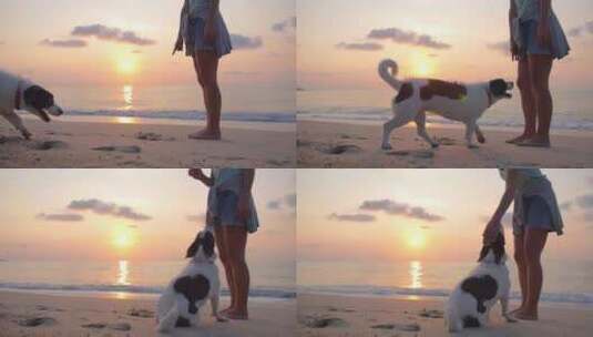 听话的狗服从主人的命令。海滩上的女孩和狗高清在线视频素材下载