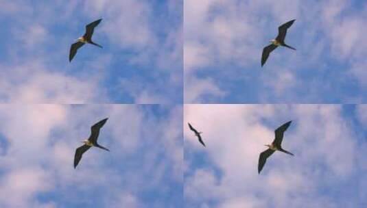 天空飞翔的信天翁 鸬鹚高清在线视频素材下载