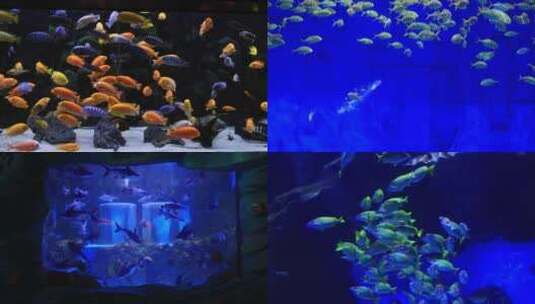 【合集】天津海洋极地公园海洋馆各种鱼类高清在线视频素材下载