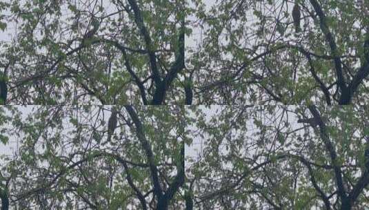 下雨天树枝飞鸟高清在线视频素材下载