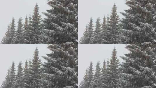 白雪覆盖的冷杉和雪3高清在线视频素材下载
