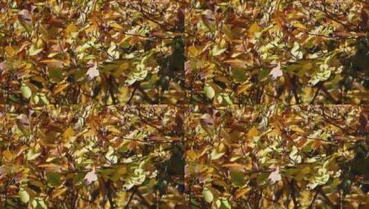 干枯黄叶枯叶秋季深秋风景空镜高清在线视频素材下载