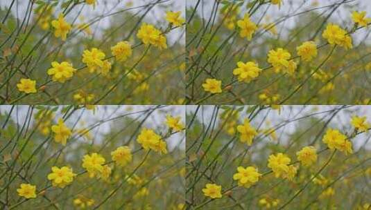 早春迎春花清明花小黄花花簇花瓣花蕊植物高清在线视频素材下载