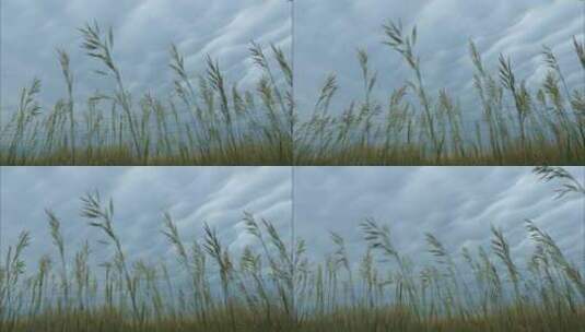 草，多云的天空，暴风雨云，普拉里高清在线视频素材下载
