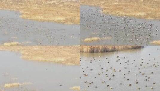 湿地芦苇荡栖息的青头潜鸭野鸭子高清在线视频素材下载