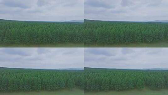 航拍自然森林高清在线视频素材下载