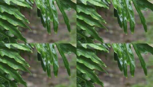 雨天的绿叶高清在线视频素材下载