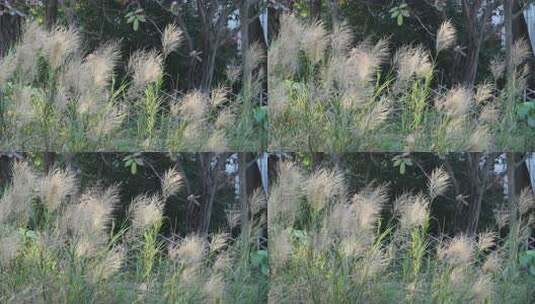 芦苇 狗尾巴草 芦花 阳光 空镜 实拍高清在线视频素材下载