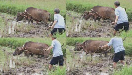 牛在田间耕地的场景 牛犁田高清在线视频素材下载