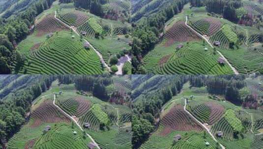 4k 航拍柳州三江布央仙人茶山茶山风景区高清在线视频素材下载