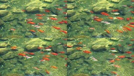 4K济南趵突泉公园意境轻盈游动的锦鲤鱼群高清在线视频素材下载