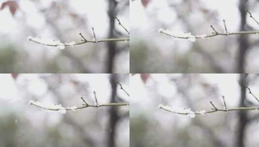 飘雪下的枝头雪花高清在线视频素材下载