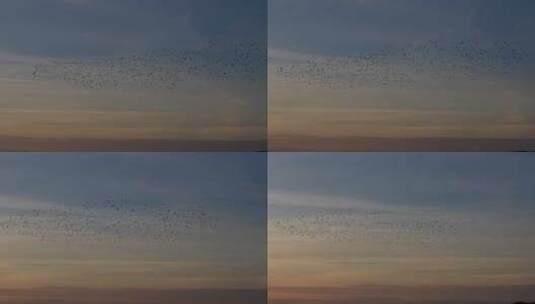 日落鸟群 候鸟迁徙高清在线视频素材下载