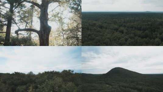 长白山一望无际的原始森林里的伐木土路高清在线视频素材下载