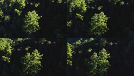 清晨光影下的松树高清在线视频素材下载