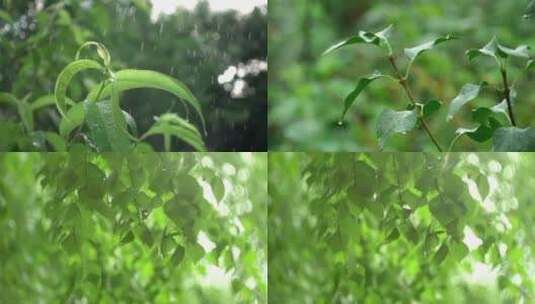 下雨雨天树叶实拍视频高清在线视频素材下载