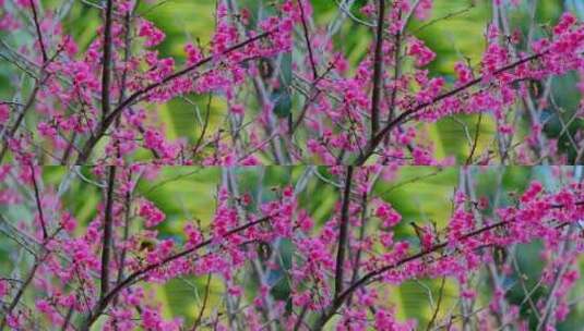 鸟语花香 樱花树小鸟 绣眼鸟高清在线视频素材下载