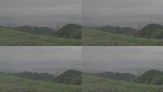 茶山绿茶茶叶实拍视频素材延时摄影茶叶基地高清在线视频素材下载