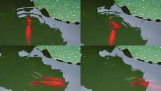 荷塘里红色的鱼高清在线视频素材下载