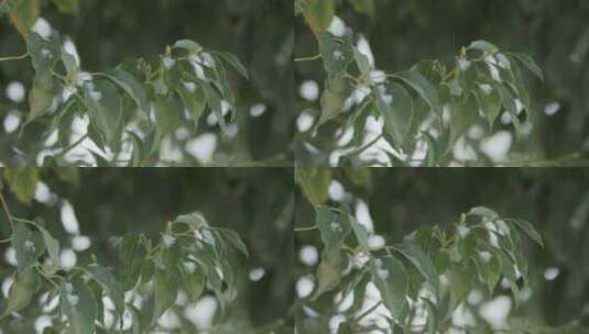 树叶飘雪慢镜头4K实拍空镜高清在线视频素材下载