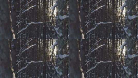 冬日树梢冰晶飘落高清在线视频素材下载