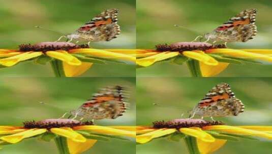 蝴蝶飞舞花丛中采蜜竖屏高清在线视频素材下载