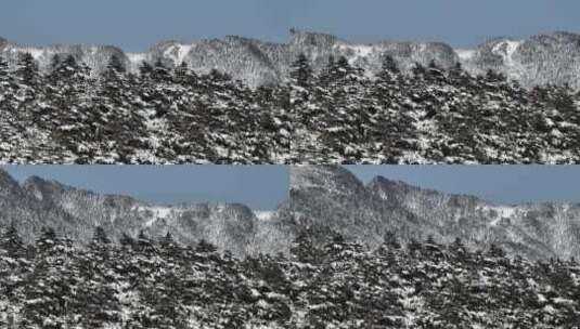 航拍湖北神农架原始森林群山冬季雪景雪松高清在线视频素材下载