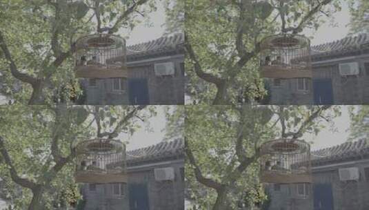老北京胡同养鸟 鸟笼 养鸟高清在线视频素材下载