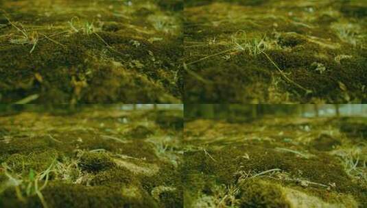 地面上的苔藓特写高清在线视频素材下载