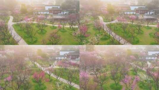 武汉东湖梅园春季梅花盛开高清在线视频素材下载