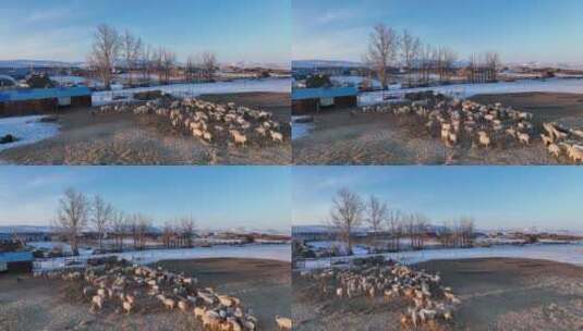航拍内蒙古特泥河农场版画雪村高清在线视频素材下载