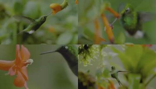 蜂鸟觅花蕊3高清在线视频素材下载