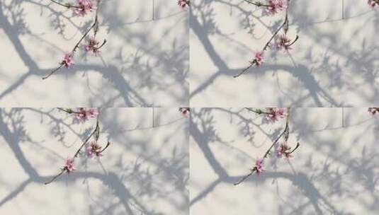 春天桃花桃树白墙光影婆娑空镜高清在线视频素材下载