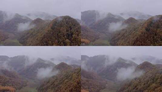 湖北神农架大九湖景区的阴雨秋天高清在线视频素材下载