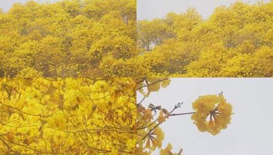 风铃木花树枝花朵特写花瓣南宁青秀山高清在线视频素材下载