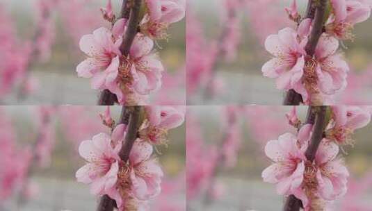 北京春季春天清明的樱花高清在线视频素材下载