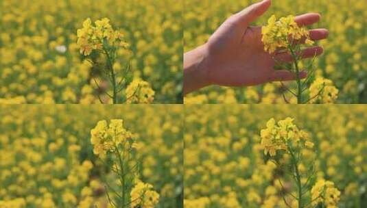 实拍手摸油菜花高清在线视频素材下载