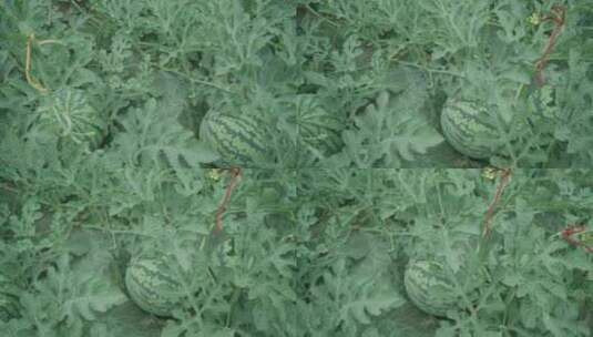 西瓜 西瓜地 西瓜丰收 西瓜种植高清在线视频素材下载