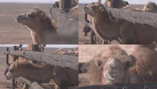 Y1内蒙古乌兰察布四子王旗骆驼场2高清在线视频素材下载
